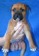 Americký stafordšírský teriér s PP